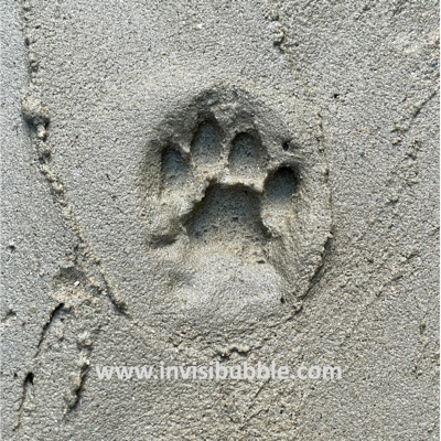 Paw Print (2022)